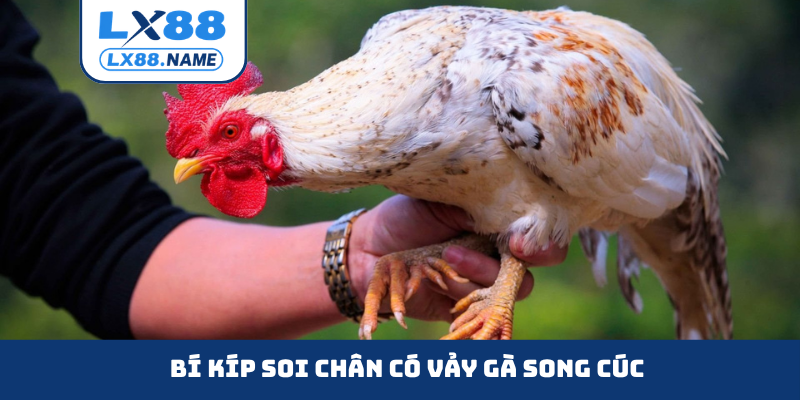 Bí kíp soi chân có vảy gà song cúc