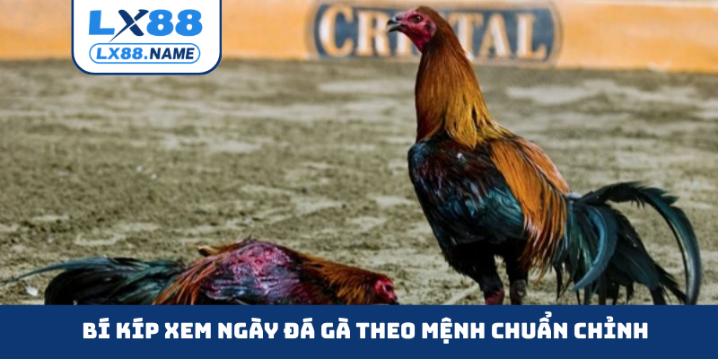 Bí kíp xem ngày đá gà theo mệnh chuẩn chỉnh