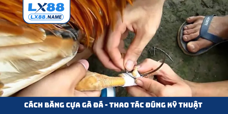 Cách băng cựa gà đá