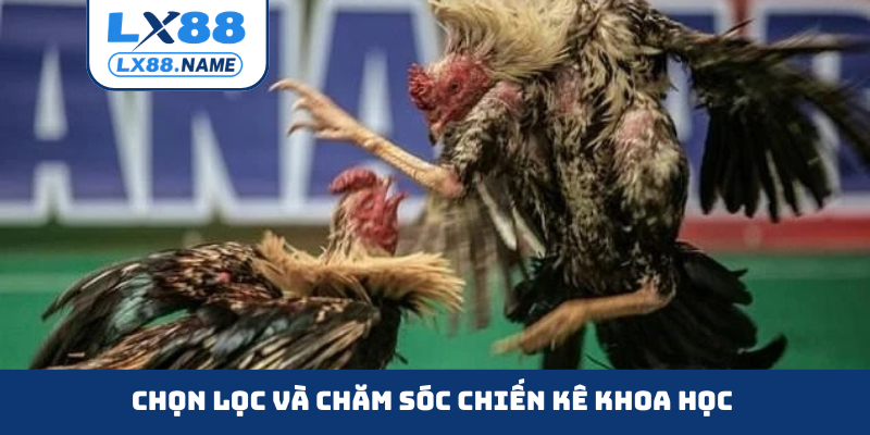 Chọn lọc và chăm sóc chiến kê khoa học