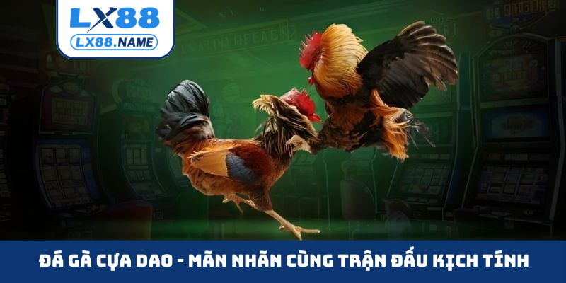 Đá gà cựa dao