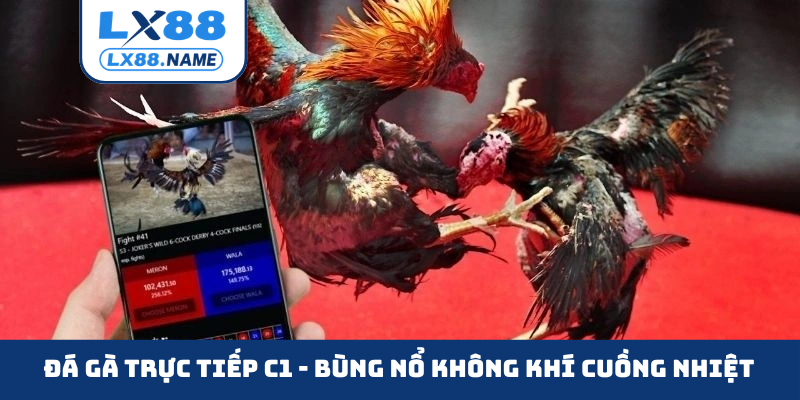 Đá gà trực tiếp C1