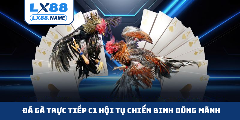 Đá gà trực tiếp C1 hội tụ chiến binh dũng mãnh