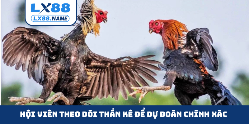 Hội viên theo dõi thần kê để dự đoán chính xác