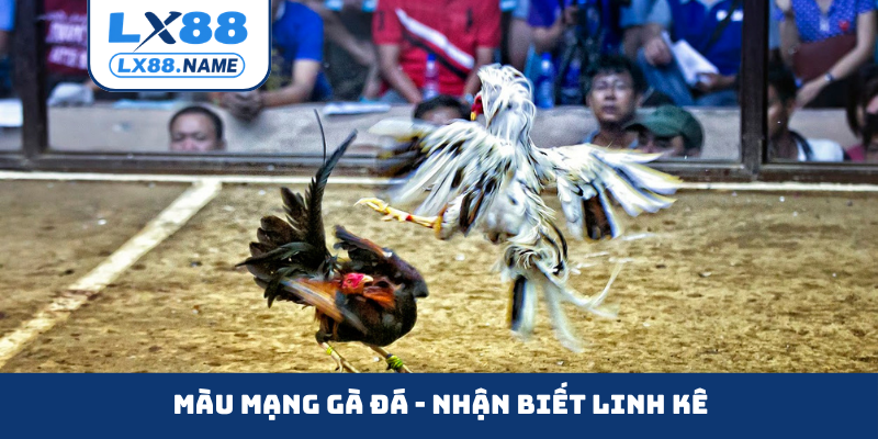 Màu mạng gà đá