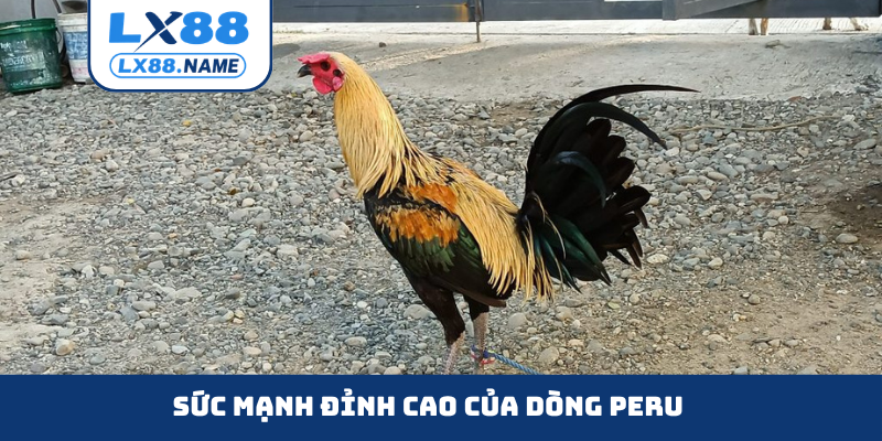 Sức mạnh đỉnh cao của dòng Peru