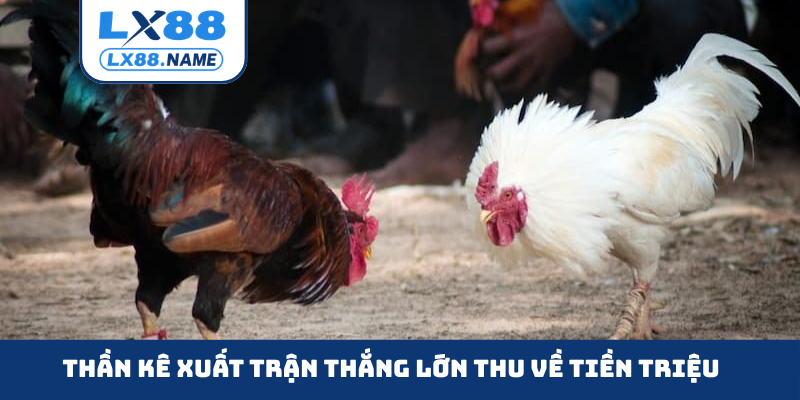 Thần kê xuất trận thắng lớn thu về tiền triệu