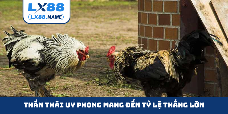 Thần thái uy phong mang đến tỷ lệ thắng lớn