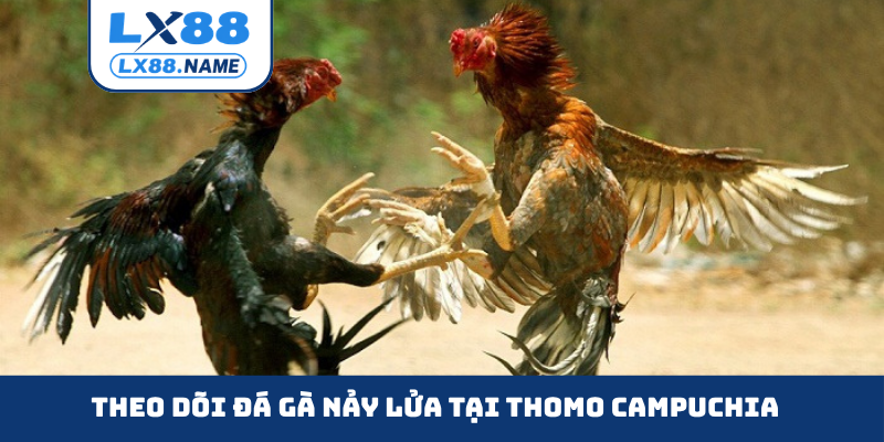 Theo dõi đá gà nảy lửa tại Thomo Campuchia