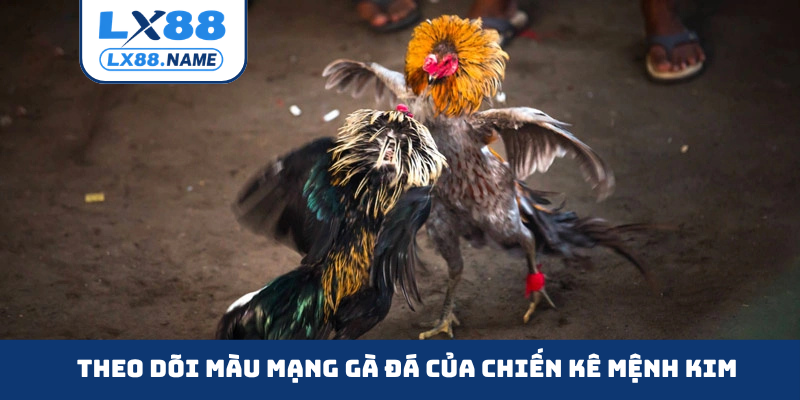 Theo dõi màu mạng gà đá của chiến kê mệnh Kim