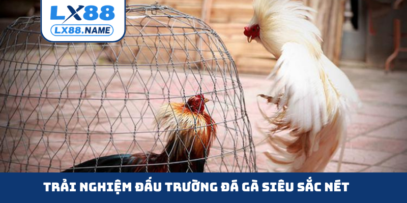 Trải nghiệm đấu trường đá gà siêu sắc nét