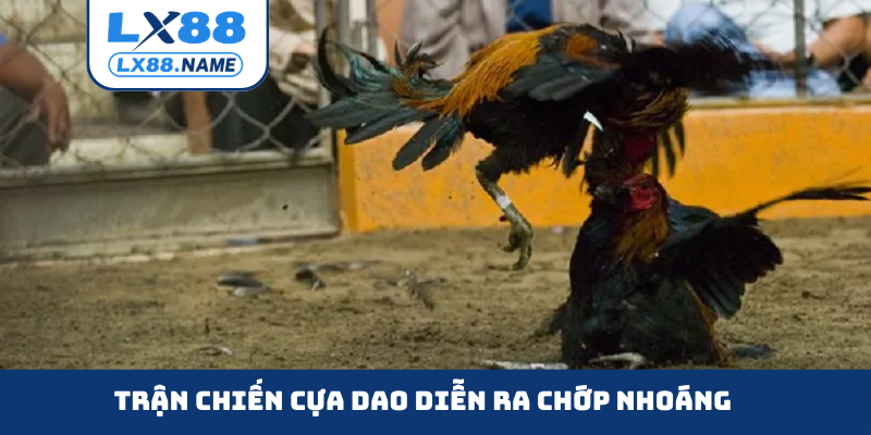 Trận chiến cựa dao diễn ra chớp nhoáng