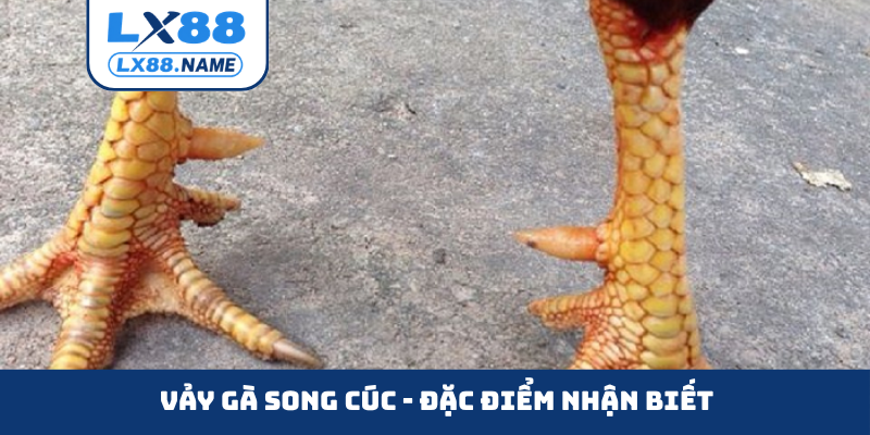 Vảy gà song cúc