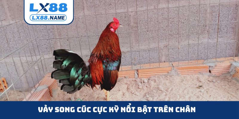 Vảy song cúc cực kỳ nổi bật trên chân