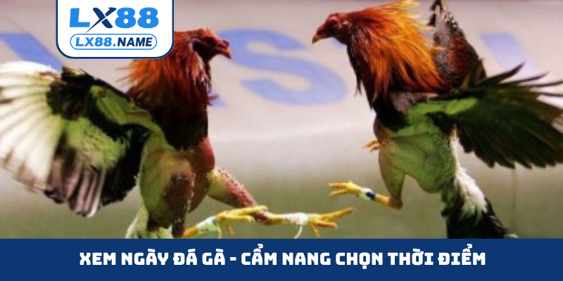 Xem ngày đá gà